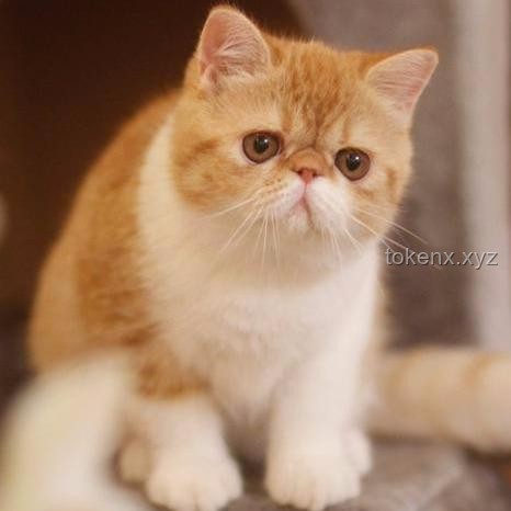 如何应对猫咪频繁外出玩耍的问题：坏猫！又跑哪去玩了！